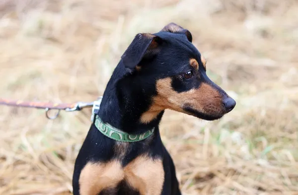 Pies do adopcji, Dłużyna Górna, 9 lutego 2024 (2/5)