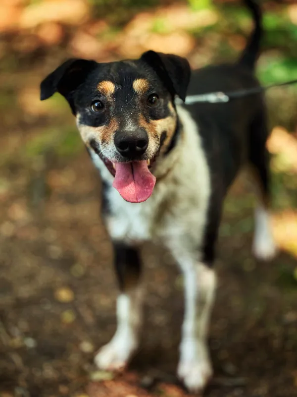 Pies do adopcji, Dłużyna Górna, 9 lutego 2024 (4/5)