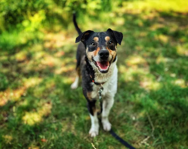 Pies do adopcji, Dłużyna Górna, 9 lutego 2024 (5/5)