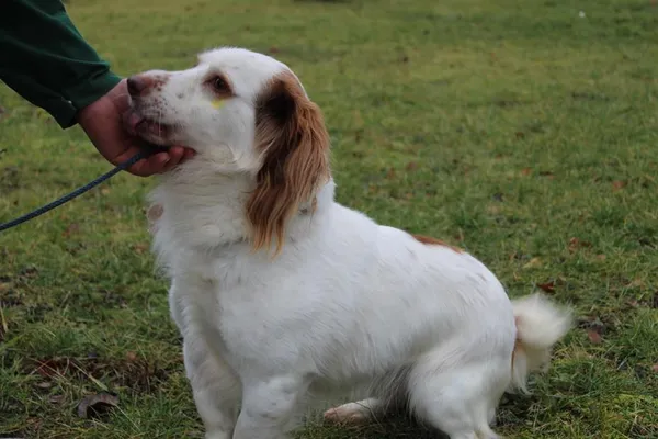 Pies do adopcji, Bełchatów, 30 grudnia 2023 (4/5)