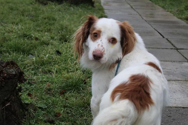 Pies do adopcji, Bełchatów, 30 grudnia 2023 (5/5)