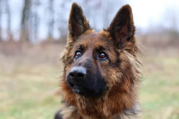 Pies do adopcji, Dłużyna Górna, 9 lutego 2024 (1/5)