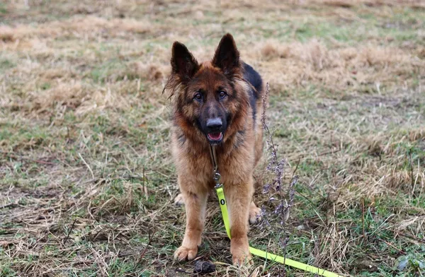 Pies do adopcji, Dłużyna Górna, 9 lutego 2024 (2/5)