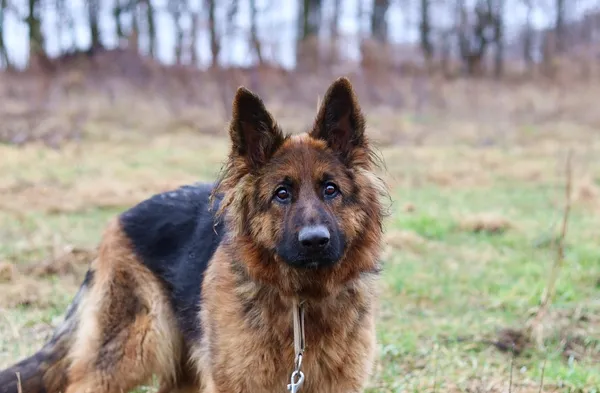 Pies do adopcji, Dłużyna Górna, 9 lutego 2024 (3/5)