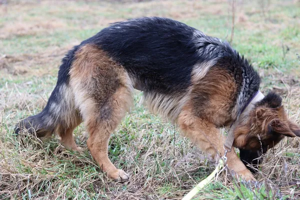 Pies do adopcji, Dłużyna Górna, 9 lutego 2024 (4/5)