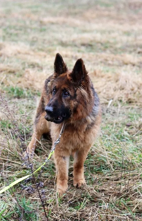 Pies do adopcji, Dłużyna Górna, 9 lutego 2024 (5/5)