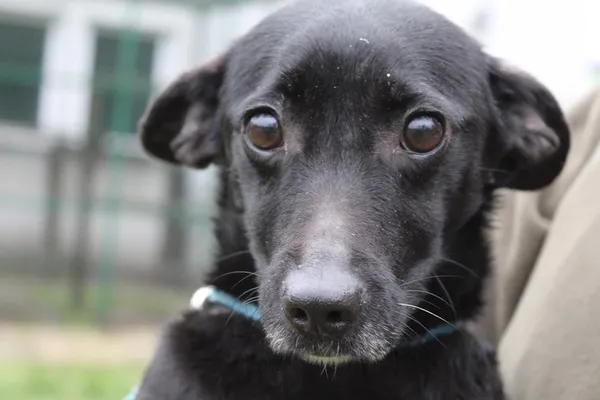 Pies do adopcji, Bełchatów, 27 października 2023 (4/5)