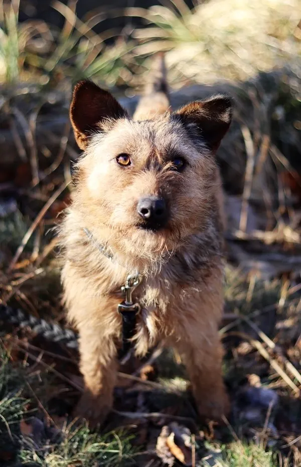 Pies do adopcji, Dłużyna Górna, 9 lutego 2024 (2/5)