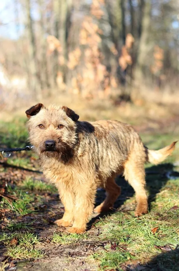 Pies do adopcji, Dłużyna Górna, 9 lutego 2024 (3/5)