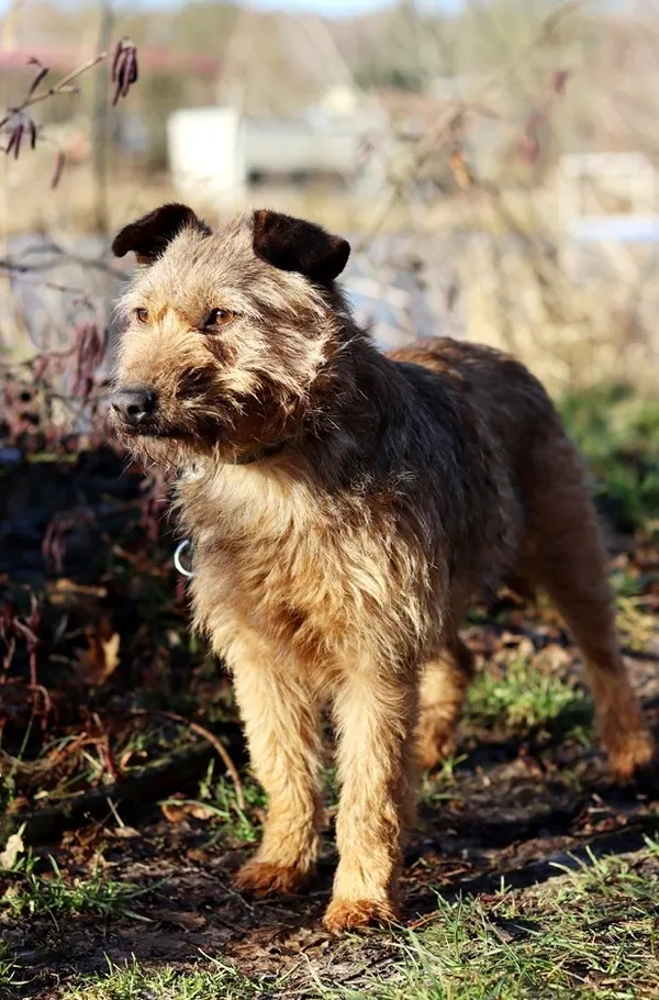 Pies do adopcji, Dłużyna Górna, 9 lutego 2024 (4/5)