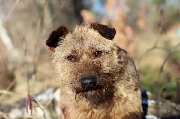 Pies do adopcji, Dłużyna Górna, 9 lutego 2024 (5/5)