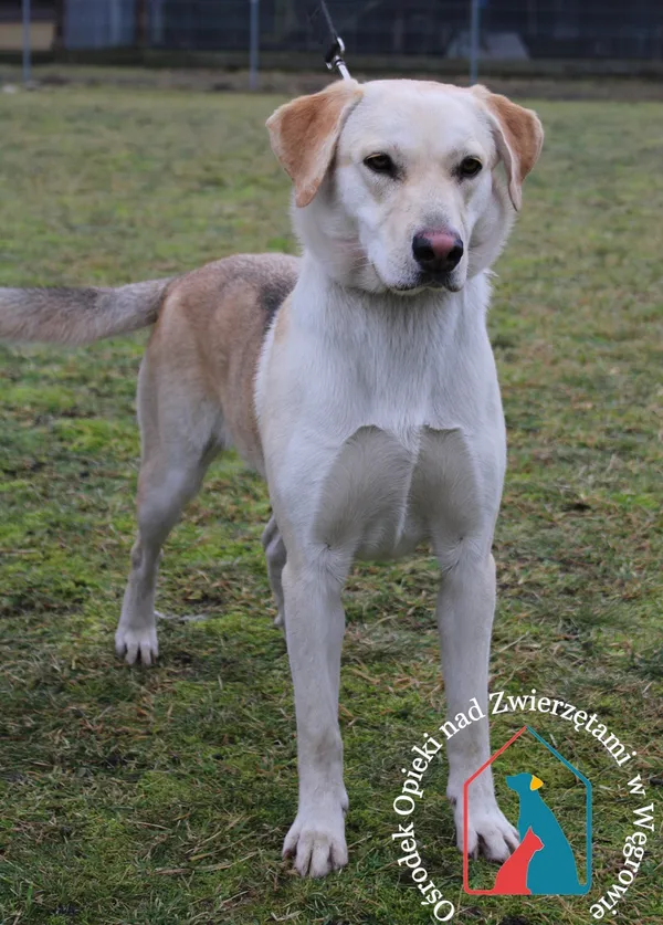 Pies do adopcji, Grudziądz, 8 lutego 2024
