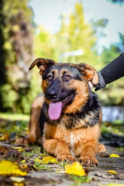 Pies do adopcji, Radom, 21 października 2023