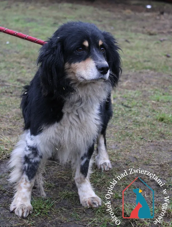 Pies do adopcji, Grudziądz, 5 stycznia 2024