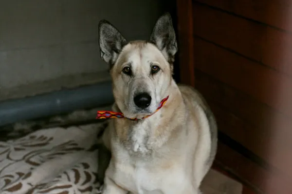 Znaleziono psa, Wałbrzych, 31 stycznia 2024