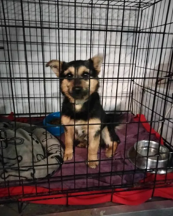 Pies do adopcji, Młodolino, 4 lutego 2024