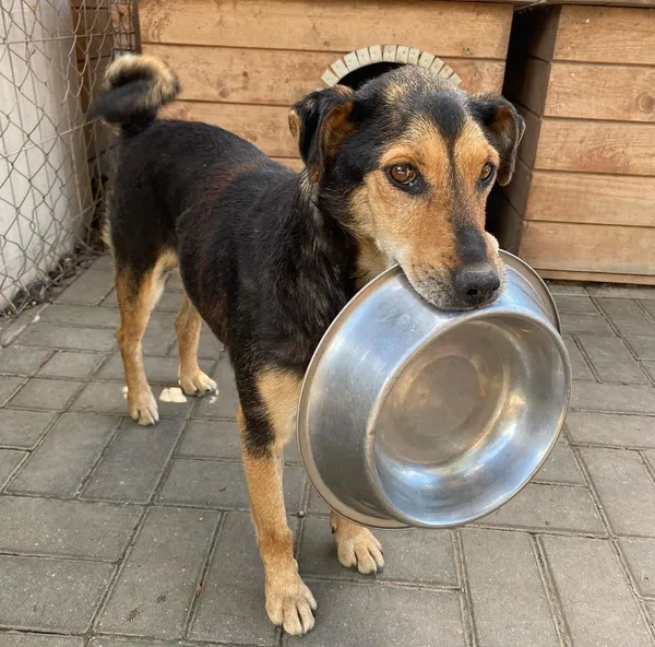 Oddam psa, Warszawa, Śródmieście Północne, 11 lutego 2024 (2/2)