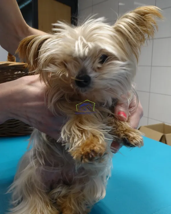 Znaleziono psa, Szczecin, 10 lutego 2024