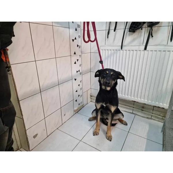 Znaleziono psa, Białystok, 10 lutego 2024