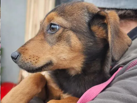 Pies do adopcji, Sosnowice, 3 stycznia 2024 (2/2)