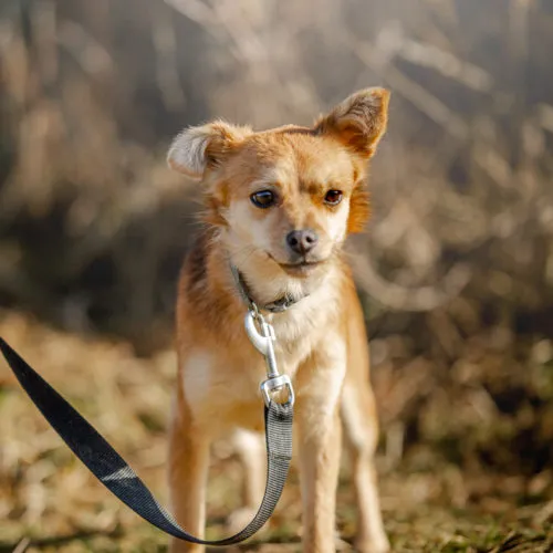 Pies do adopcji, Wysocko Wielkie, 11 lutego 2024 (1/3)