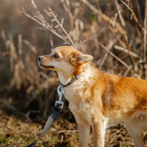 Pies do adopcji, Wysocko Wielkie, 11 lutego 2024 (2/3)