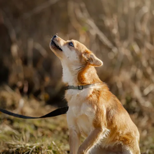 Pies do adopcji, Wysocko Wielkie, 11 lutego 2024 (3/3)