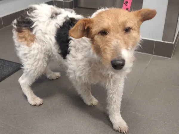 Znaleziono psa, Bydgoszcz, 11 lutego 2024