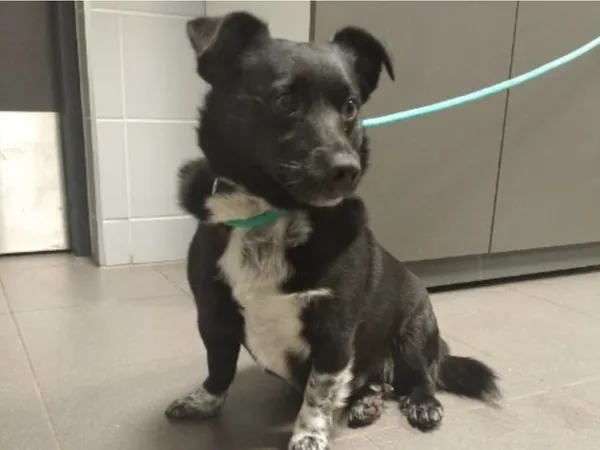 Znaleziono psa, Bydgoszcz, 10 lutego 2024