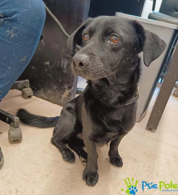 Pies do adopcji, Racławice, 11 lutego 2024 (1/3)