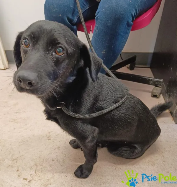 Pies do adopcji, Racławice, 11 lutego 2024 (3/3)