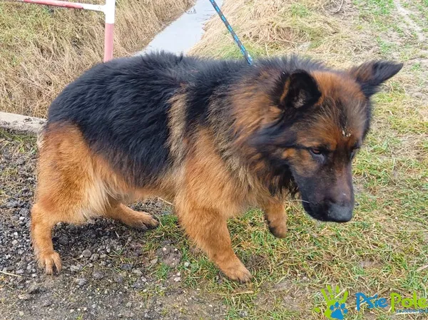 Pies do adopcji, Racławice, 10 lutego 2024 (2/5)