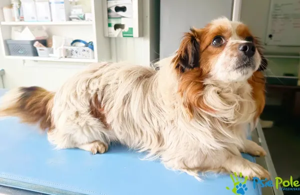 Pies do adopcji, Racławice, 8 lutego 2024 (2/4)