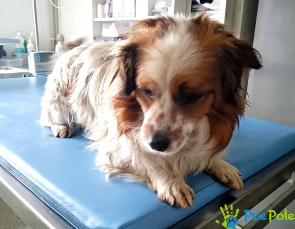 Pies do adopcji, Racławice, 8 lutego 2024 (3/4)