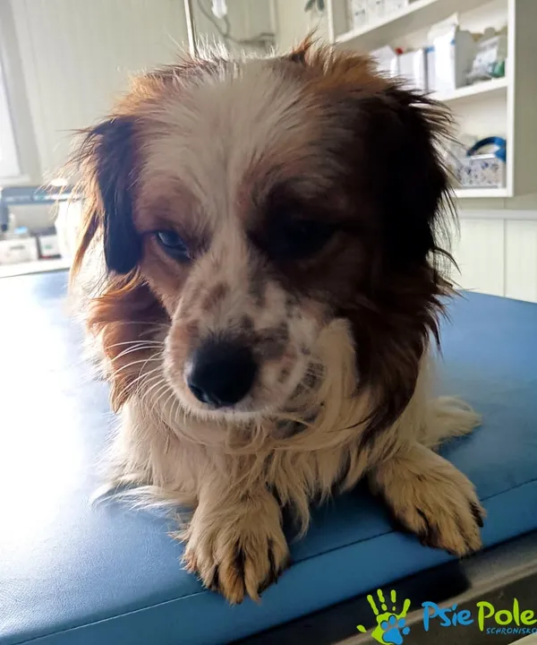 Pies do adopcji, Racławice, 8 lutego 2024 (4/4)