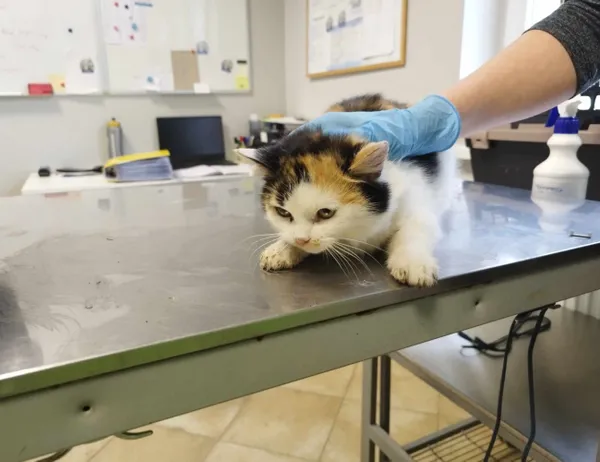 Znaleziono kota, Świdnica, 12 lutego 2024