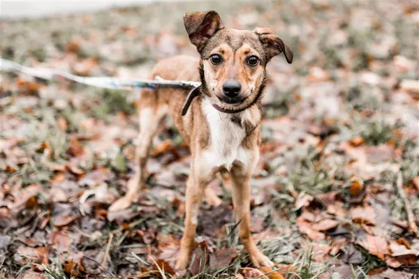 Pies do adopcji, Bytom, 12 lutego 2024 (1/5)