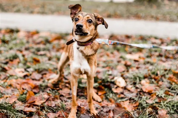 Pies do adopcji, Bytom, 12 lutego 2024 (4/5)