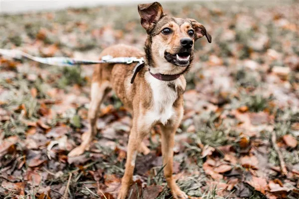 Pies do adopcji, Bytom, 12 lutego 2024 (5/5)