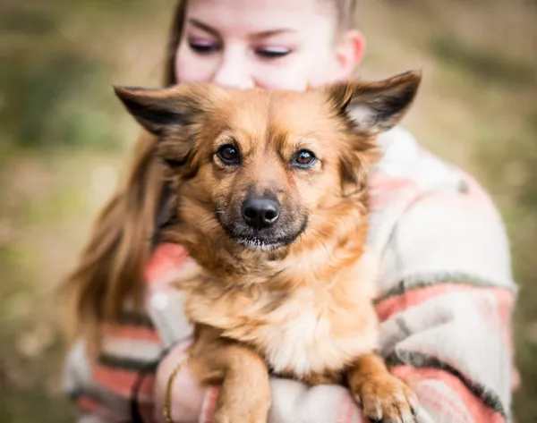 Pies do adopcji, Piła, 14 grudnia 2023 (1/4)