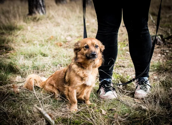 Pies do adopcji, Piła, 14 grudnia 2023 (2/4)