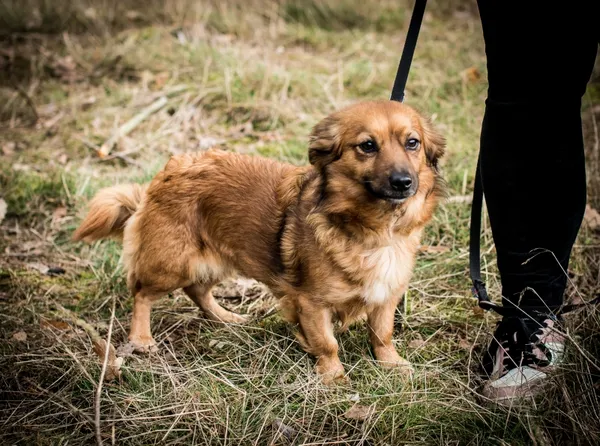 Pies do adopcji, Piła, 14 grudnia 2023 (3/4)