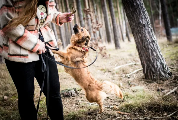 Pies do adopcji, Piła, 14 grudnia 2023 (4/4)