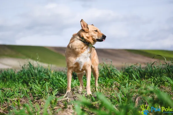 Pies do adopcji, Racławice, 9 lutego 2024 (1/5)