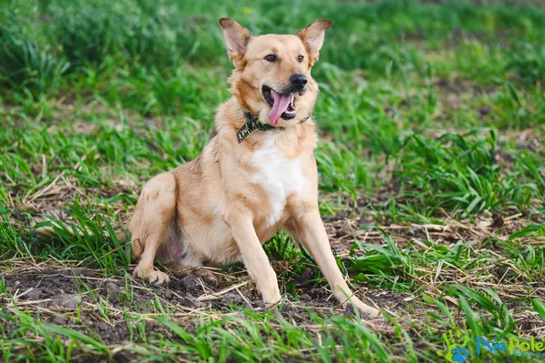 Pies do adopcji, Racławice, 9 lutego 2024 (3/5)