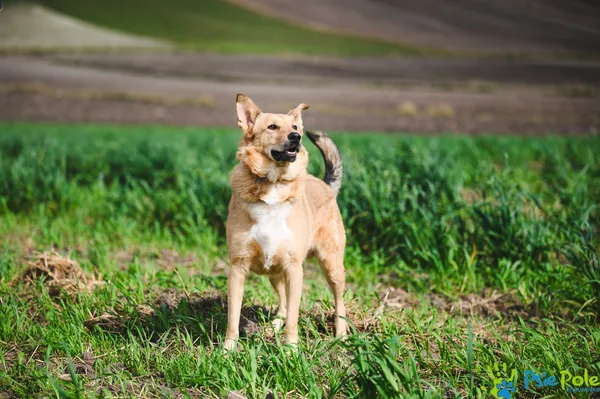 Pies do adopcji, Racławice, 9 lutego 2024 (4/5)