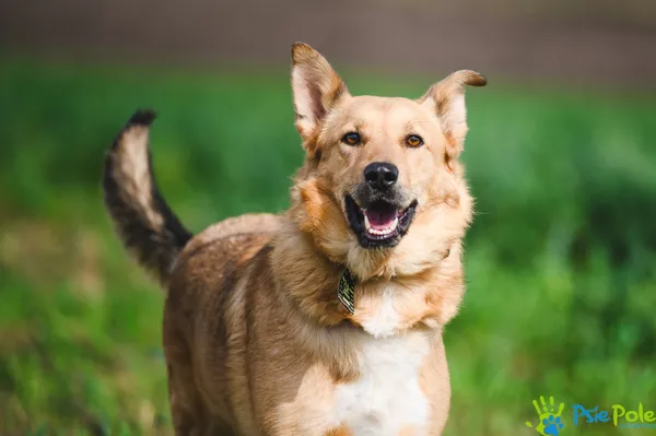 Pies do adopcji, Racławice, 9 lutego 2024 (5/5)