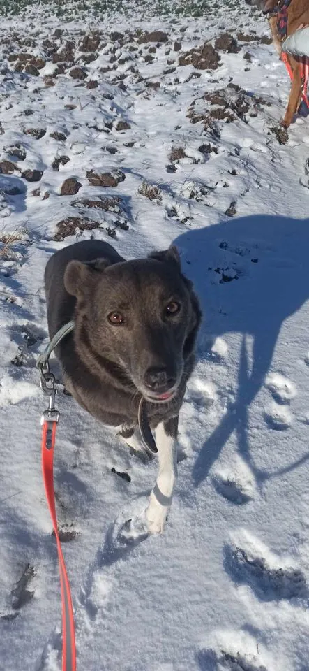 Pies do adopcji, Orzechowce, 5 sierpnia 2023 (2/5)