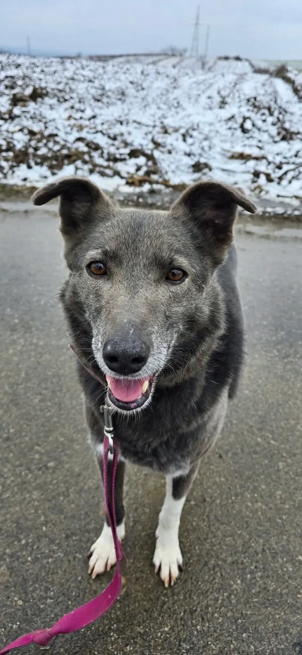 Pies do adopcji, Orzechowce, 5 sierpnia 2023 (5/5)