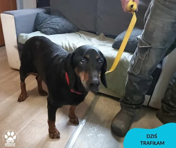 Znaleziono psa, Dąbrówka, 11 lutego 2024 (1/2)
